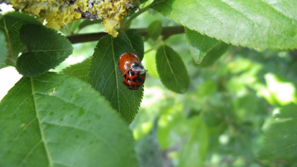 Coppia di Harmonia axyridis